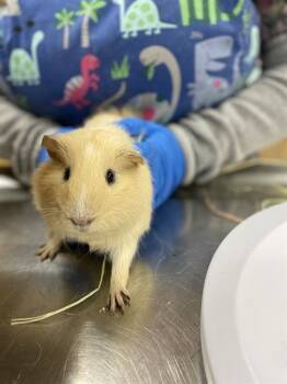 Rescue Guinea Pig Guinea Pigs for Adoption in Aliquippa, Pennsylvania - GALAO | PetCurious